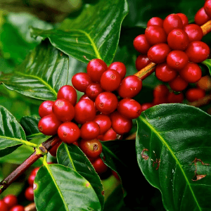 Coffee Cherrys in Grind and grind elixir