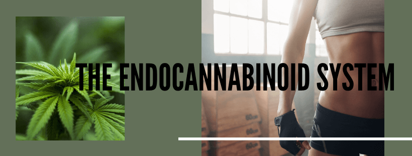 how CBD supports the endocannabinoid system