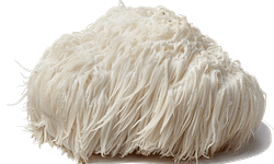 lions mane mushroom used in rise and grind elixirs