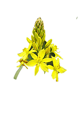 picture of bulbine natalensis in the rise and grind elixir primal herb formulation
